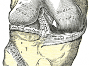 Right knee-joint, from the front, showing interior ligaments.