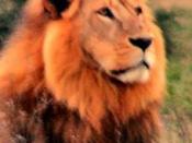 A lion being used to represent Aslan Русский: Не Аслан, но похож