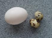 Eggs of a Quail (Coturnix sp.), in comparison to a chicken's egg.
