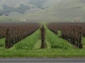 A photo demonstrating the use of cover crops between the rows of grapevines at this vineyard in the Somoma California.