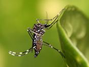 English: Aedes aegypti in Dar es Salaam, Tanzania