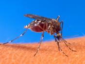 English: Stegomyia aegypti (formerly Aedes aegypti) mosquito biting a human.
