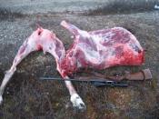 Reindeer meat from hunt. Greenland