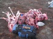 Reindeer meat (six animals) from hunt. Greenland