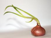 English: A growing onion Allium cepa in a neutral background