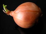 English: onion