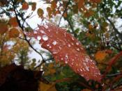 English: Water droplets beading atop a blazing red autumn leaf. As winter approaches, deciduous trees draw in the nutrients from their foliage, mostly of which is green chlorophyll. Left behind are the brilliantly coloured leaves which the trees will shed