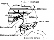 Digestive system diagram showing bile duct location.