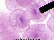 English: In telophase, the nucleus of one cell is divided equally into two nuclei.It is the last stage of mitosis and directly proceeds interphase.