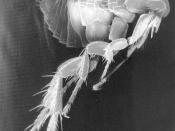 Scanning Electron Micrograph of a Flea. See bellow for a colorized version of this image. Fleas are known to carry a number of diseases that are transferable to human beings through their bites. Included in this infections is the plague, caused by the bac