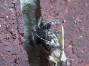 English: A spider eating a newly captured moth