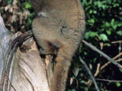 English: A Madagascar sportive lemur (Lepilemur)