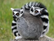 English: Ring-Tailed Lemurs at the Oakland Zoo.