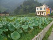 English: A village in Tongshan County, Hubei (between Tongshan town and Hengshitan Zhen, seen from Highway G106), with a large pond of lotuses (that's a useful food crop, too!) for the front yard, surrounded by a white picket fence.