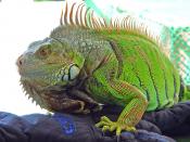 Español: Iguana verde adulta