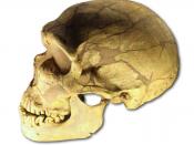 moulage du crâne d' Homo neanderthalensis de La Ferrassie, vitrine du Musée de l'Homme, Paris