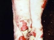 Ruptured blisters on the feet of a pig