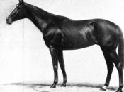 English: Gloaming (1915-1932) was an outstanding Thoroughbred racehorse.