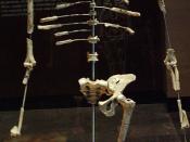 Full replica of Lucy's (Australopithecus afarensis) skeleton in the Museo Nacional de Antropología at Mexico City.