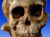 Selam (Australopithecus afarensis) or DIK 1-1