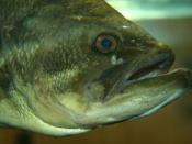 English: Largemouth bass (Micropterus salmoides) in a glass aquarium at the Quarry Hill Nature Center in Rochester, Minnesota