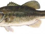 English: picture of largemouth bass