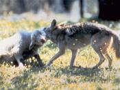 English: Coyote (canis latrans) with typical throat hold on domestic lamb
