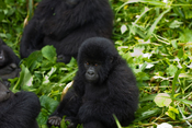 English: Baby Mountain Gorilla in Virunga National Park