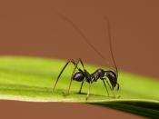 English: A 4mm Macroxiphus sp. cricket mimics an ant to ward off predators. Pictured in Dar es Salaam. Tanzania