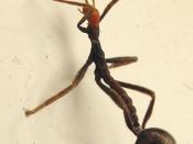 Young Extatosoma tiaratum, with egg still attached.