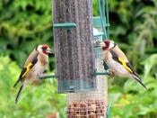 European Goldfinchs on a garden bird feeder in the United Kingdom.