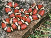 Red milk snake (Lampropeltis triangulum syspila) User licence kindly provided to Wikipedia under the GFDL by photographer: Mike Pingleton Mike's page