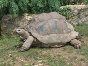 An Aldabra Giant Tortoise at Beauval Zoo, France. Français : Une Tortue géante des Seychelles au ZooParc de Beauval en France