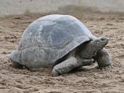 English: A Zanzibarian Aldabra Giant Tortoise (Geochelone gigantea)