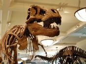 English: Mounted skeletons of Tyrannosaurus rex (left) and Apatosaurus excelsus (right) at the American Museum of Natural History in New York City.
