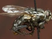 English: Sarcophaga bullata (The Flesh Fly)