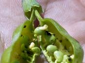 larva from seed