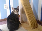 Homemade inclined scratch post.