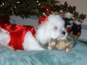 English: Maggie tired from watching her doggie parents wrap Christmas gifts!