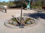 English: This is a living plant horizontal sundial designed by John Carmichael at Sundial Sculptures for the Desert Botanical Gardens in Phoenix Arizona. They change the plants each season, so the sundial always looks different!