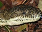 English: Profile of a Coastal Carpet Python (Morelia spilota mcdowelli)
