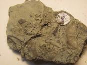 Fossils found in Cincinnati, OH on Beechmont Ave. Possibly Sowerbyella rugosa Photo Credit: Linday Moeller, St. Ursula Academy