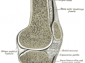 Sagittal section of right knee-joint.