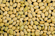 English: Picture of Val Beans (Dolichos lablab).