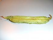 Psophocarpus tetragonolobus (winged bean)