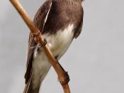 English: A Black Phoebe (Sayornis nigricans), photographed in Los Angeles, California. The bird is probably a juvenile due to the predominance of brown in the plumage which darkens into slate grey/black as an adult.
