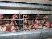 English: hens in a battery farm Deutsch: Hennen in einer Legebatterie