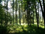 Forest near Vřesina