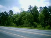 English: The Piney Woods viewed from Loop 390 outside of Marshall, Texas.