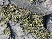 English: Channel wrack canaliculata A seaweed more tolerant of being high and dry for longer periods than other seaweeds, so found in a narrow zone near high tide level on the rocks along the shore.